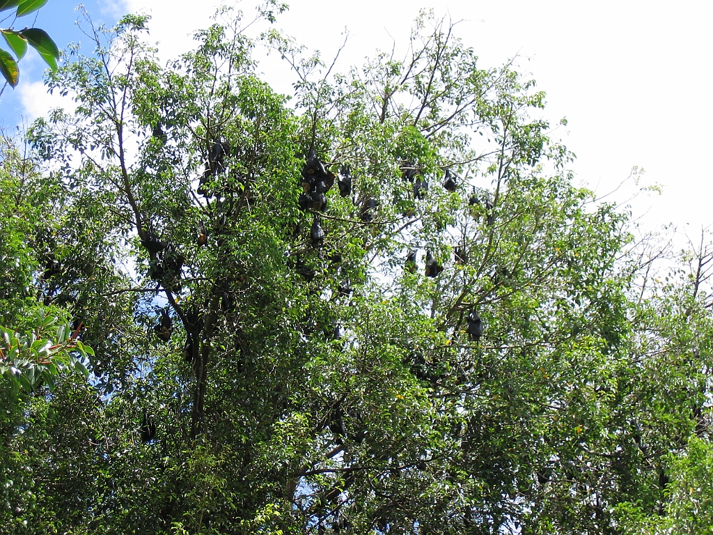 CairnsTC435 Chauve-souris.jpg